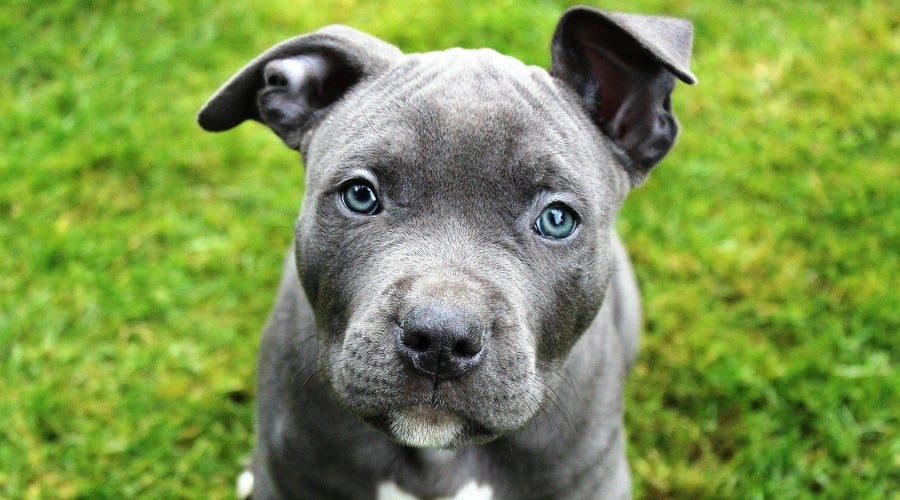 Gray Pit Bull dog.