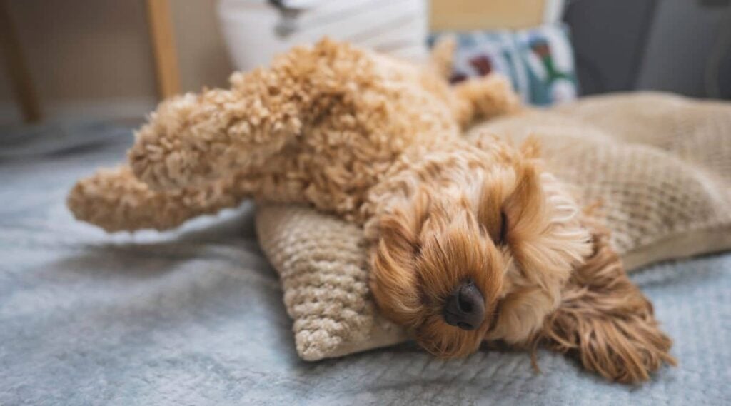 Poodle happy sleeping on back in dog bed