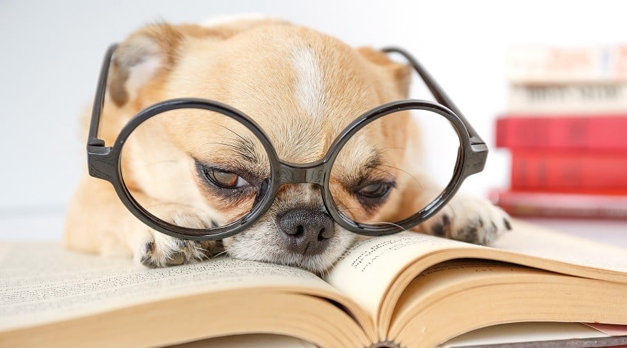 Best Dog Books
