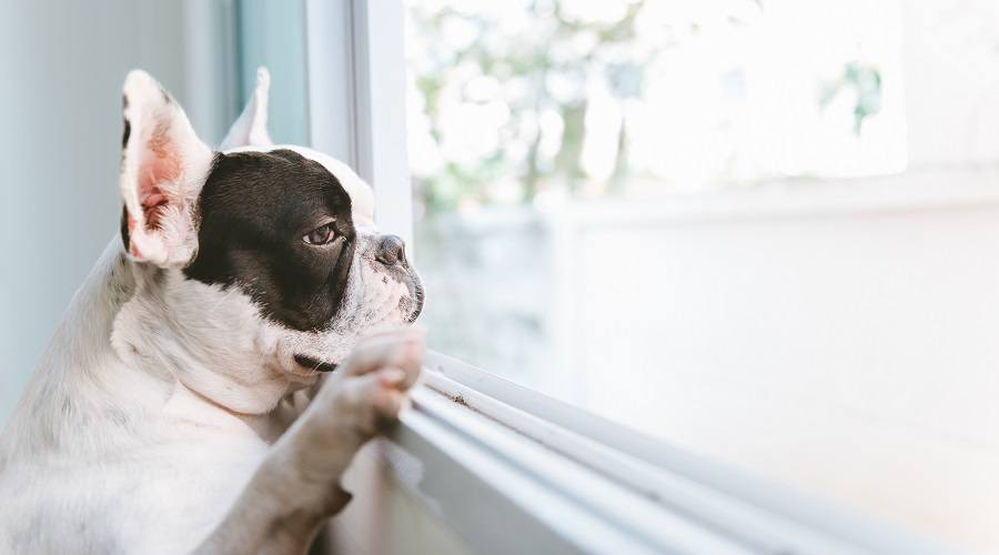 Sad dog looking out the window with separation anxiety.