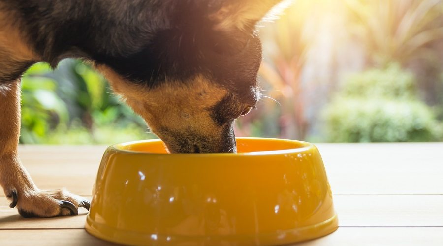 Best Dog Food For Chihuahuas