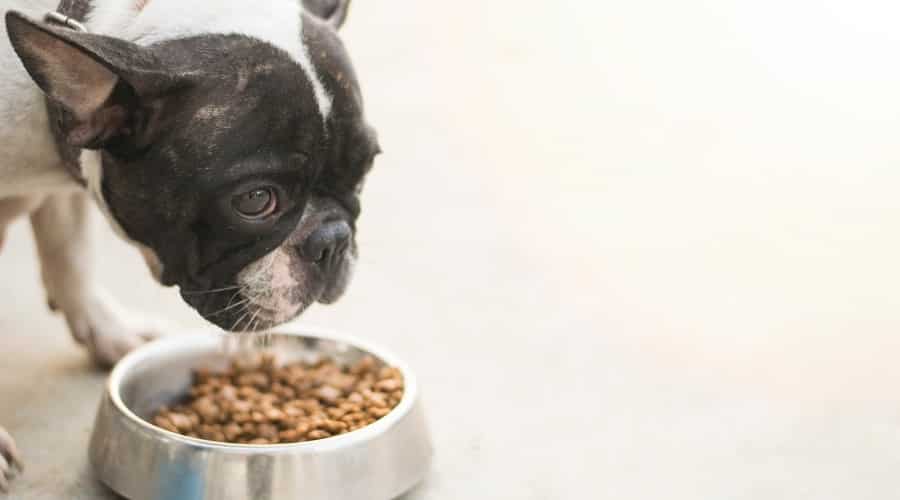 French Bulldog Eating Dog Food