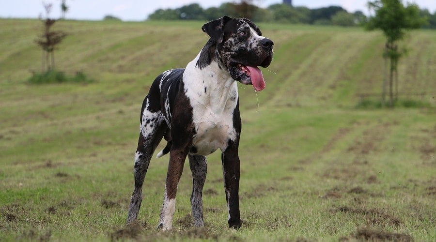 Best Dog Food For Great Danes