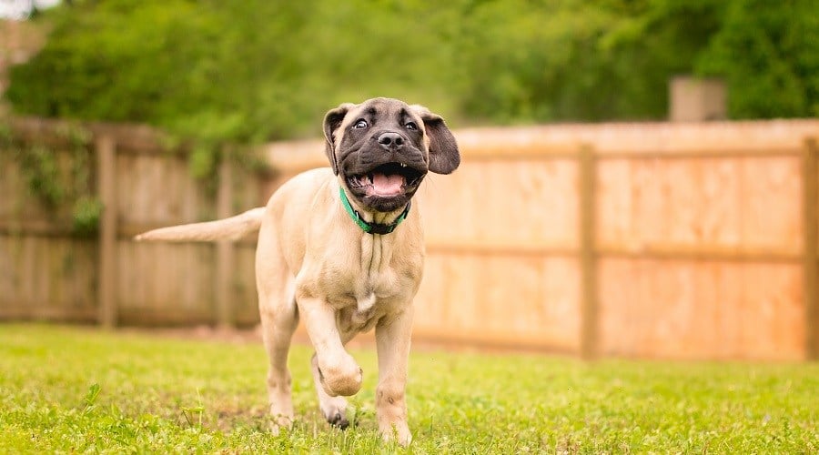 Best Dog Foods For Mastiffs Puppies, Adults & Seniors Canine Journal