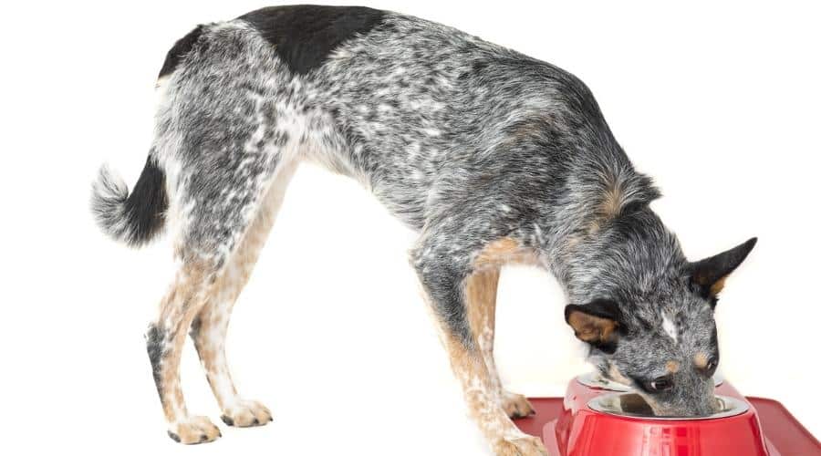 Best Food For Blue Heeler