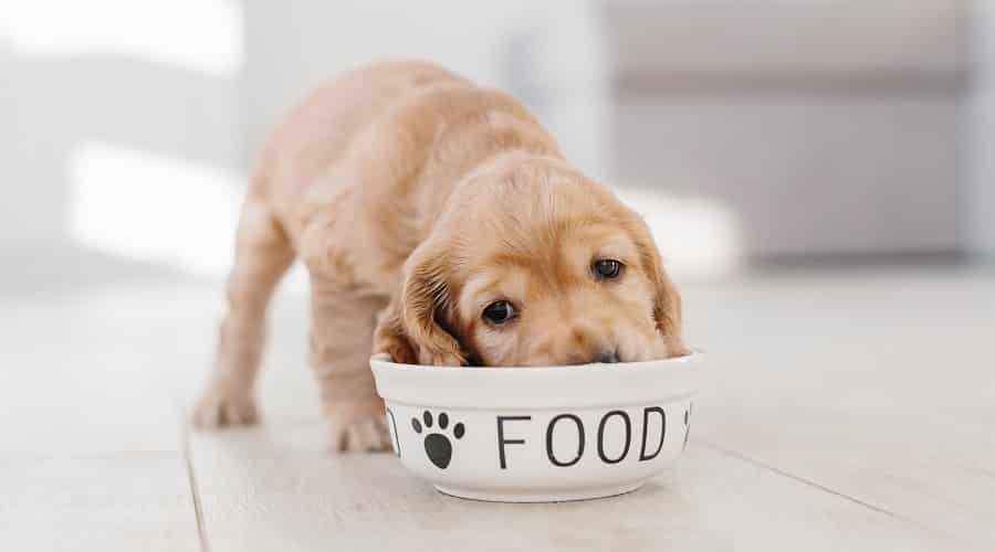 Puppy eating food out of bowl.