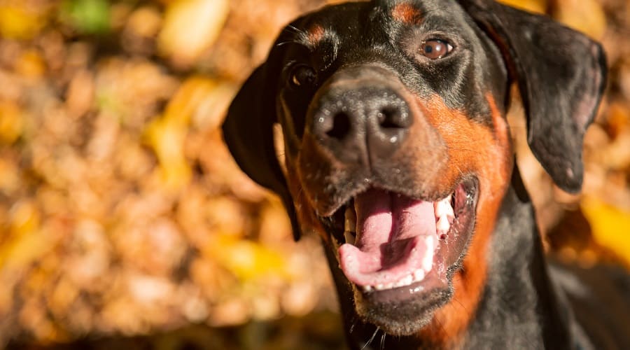 Doberman Puppy Eating
