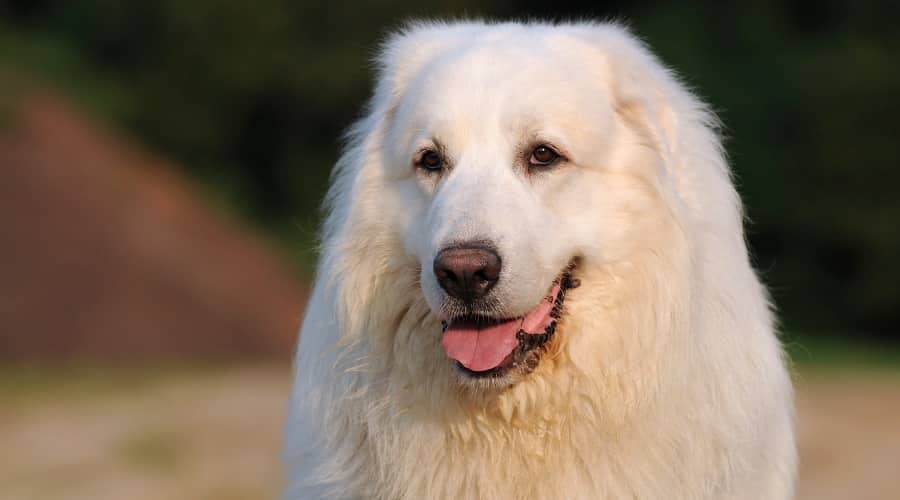 Great Pyrenees Puppy Food