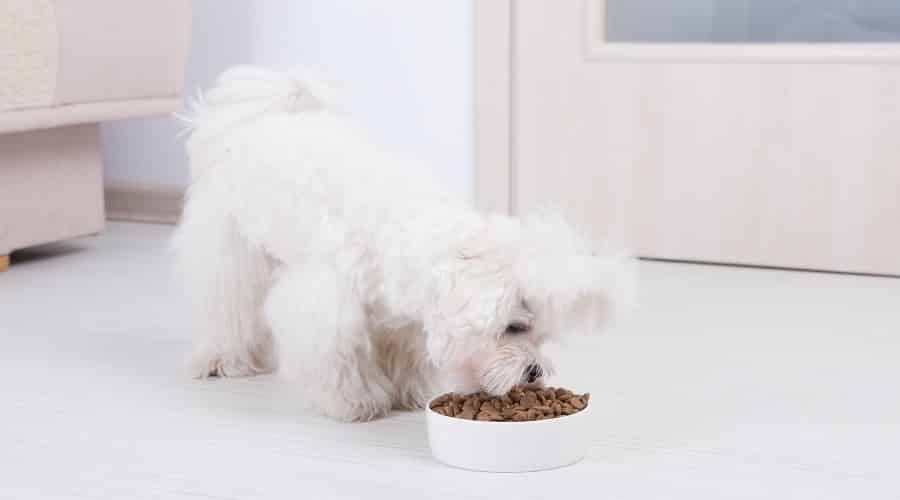 Maltese Puppy Eating Dog Food