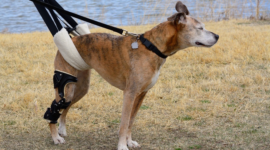 Best Dog Lift Harnesses For Handicapped, Injured, Or Weak Back Legs Canine Journal