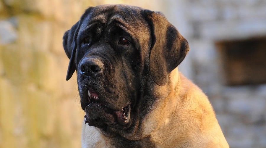 Best Food For Adult Mastiffs