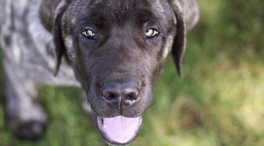 Best Food For Mastiff Puppies