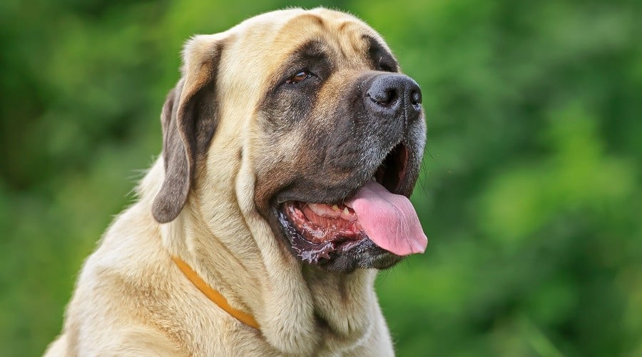 Best Food For Senior English Mastiffs