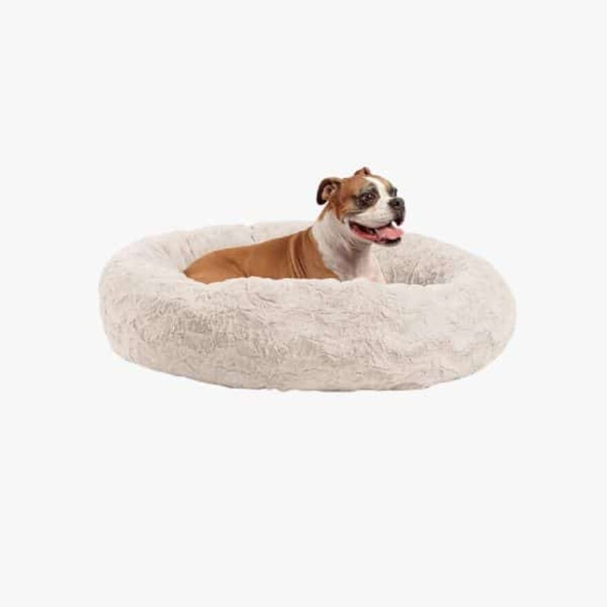 Best Dog Beds For Couch, Mattress, Elevated & More Canine Journal