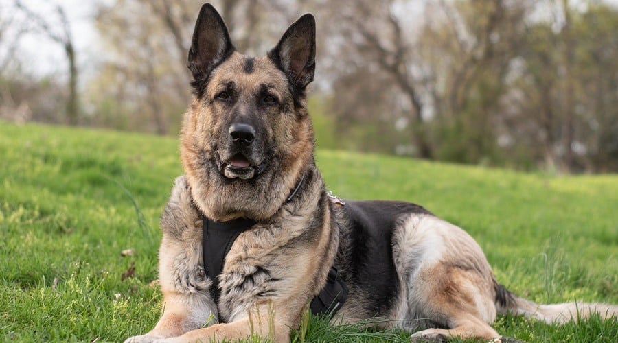 Best Harness For German Shepherds