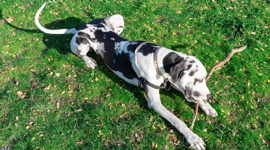 Best XXL Harnesses For Great Danes Ratings & Reviews Canine Journal