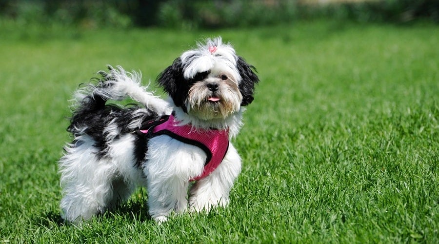 Best Harness For Shih Tzu