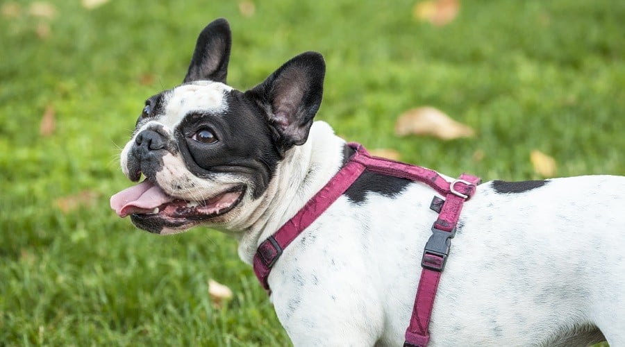 French Bulldog.