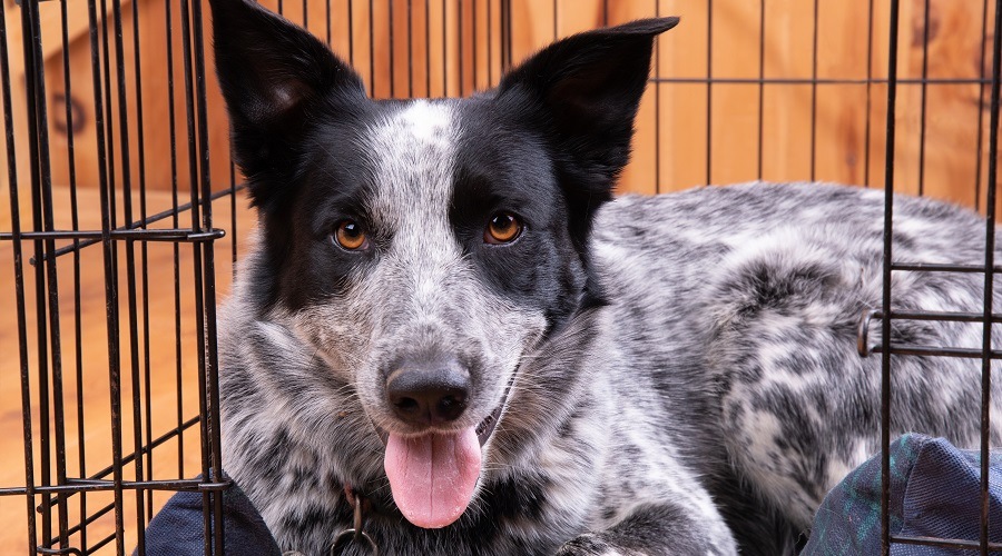 A black and white dog laying in a crate with the door open, crate training.