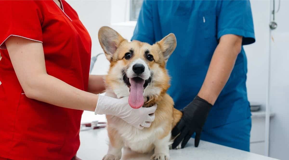 Best Pet Insurance For Canine Journal