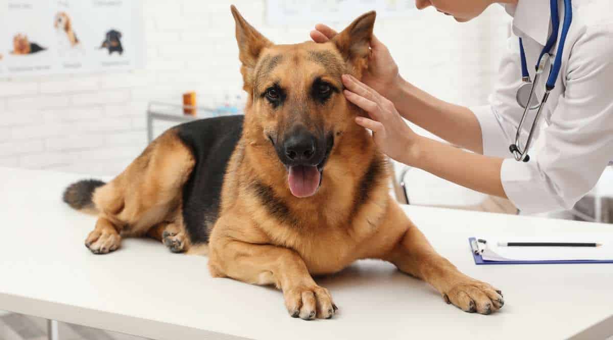 Professional veterinarian examining German Shepherd's ears in clinic