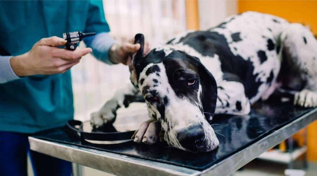 Great Dane at veterinary getting ear examined