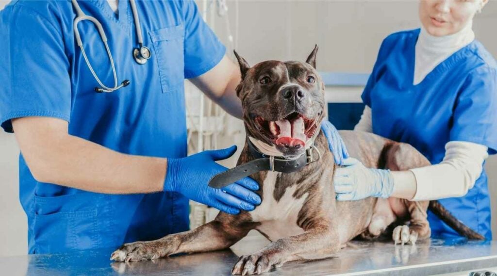 Best Pet Insurance For Pitbulls