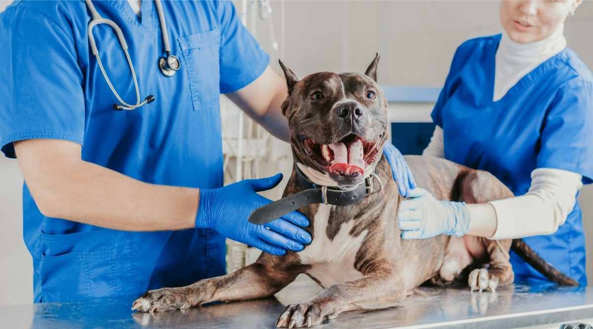 Best Pet Insurance For Pitbulls