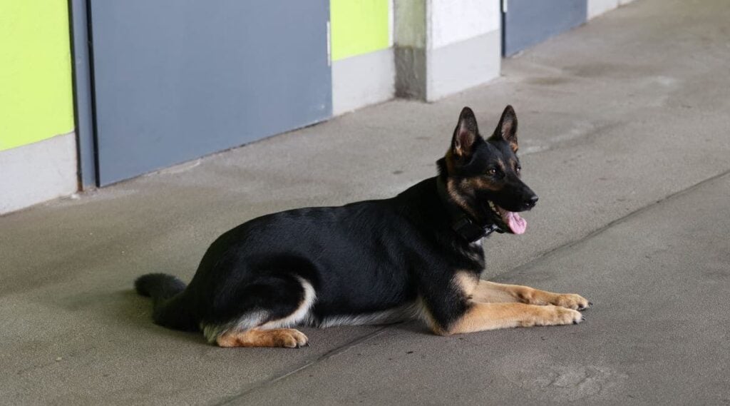 Bi-Color German Shepherd sitting outside