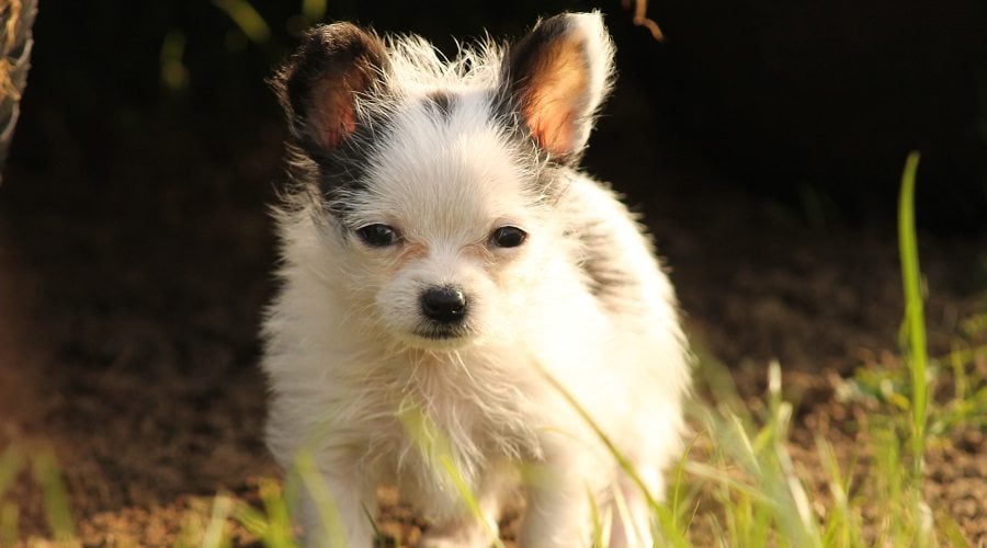 Bichon Frise Chihuahua