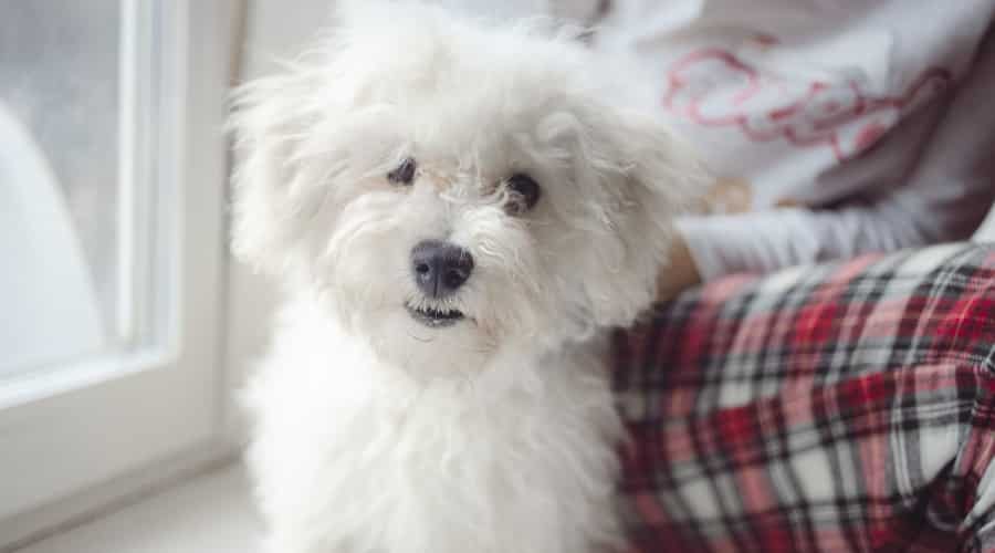 Bichon Frise dog with human.