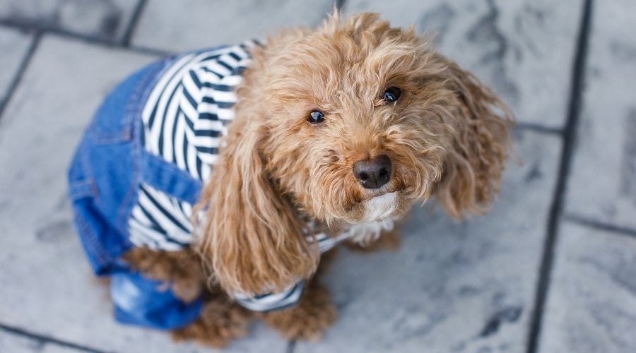 Bichon Frise Poodle Mix