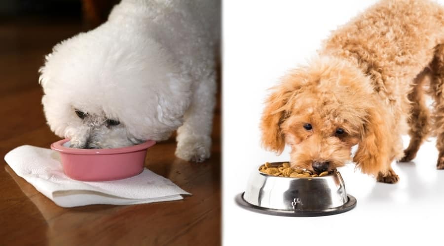 White Dog and Tan Dog Eating Food