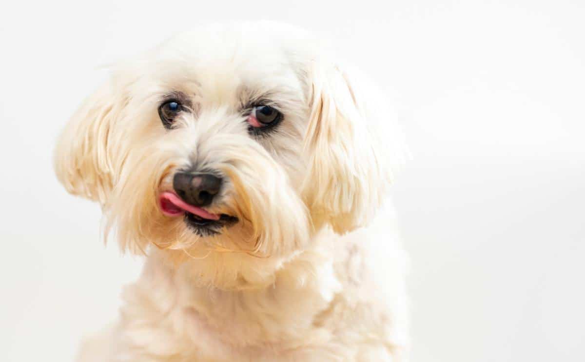 Bichon Frise face up close