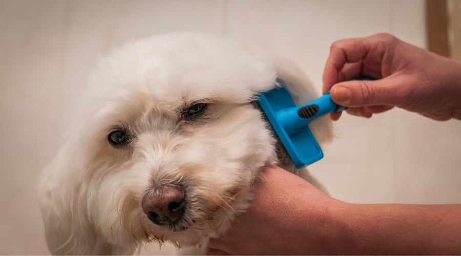 Bichon Frise getting brushed