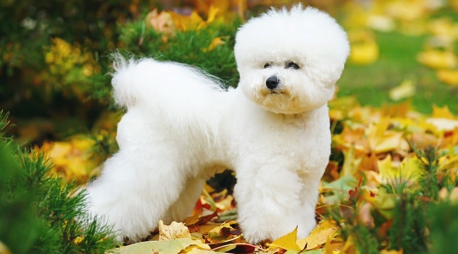 Bichon Frise in Autumn Leaves