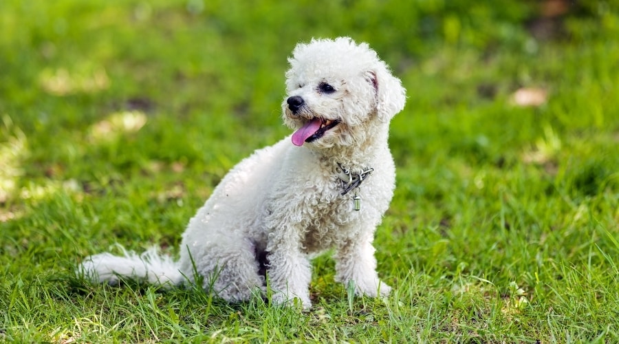 Bichon Frise in Field