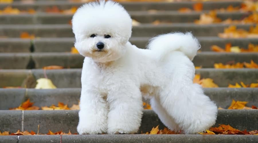 Bichon Frise on Steps