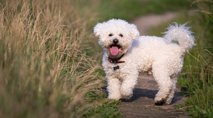 Bichon Frise running around outside