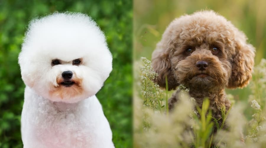 Two Small and Fluffy Dogs Sitting Outdoors