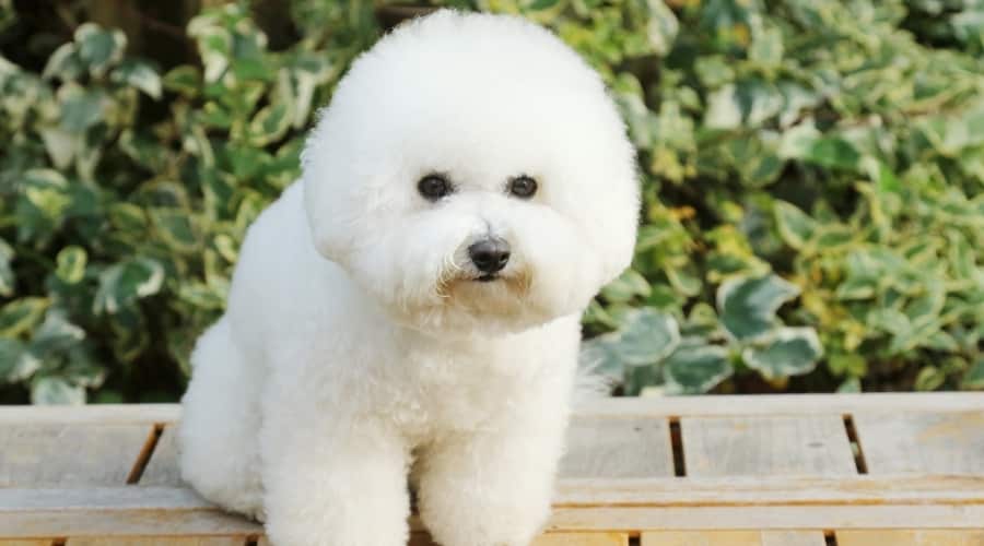 Bichon Frise dog outside near plants.