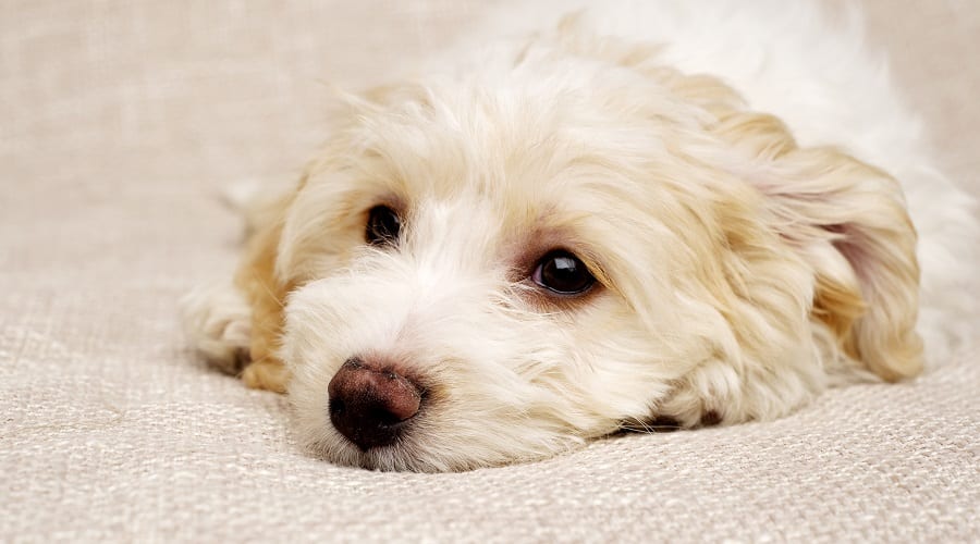 Bichon Jack