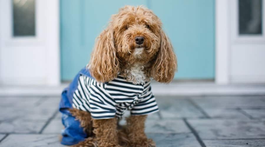Bichpoo Teddy Bear Dog