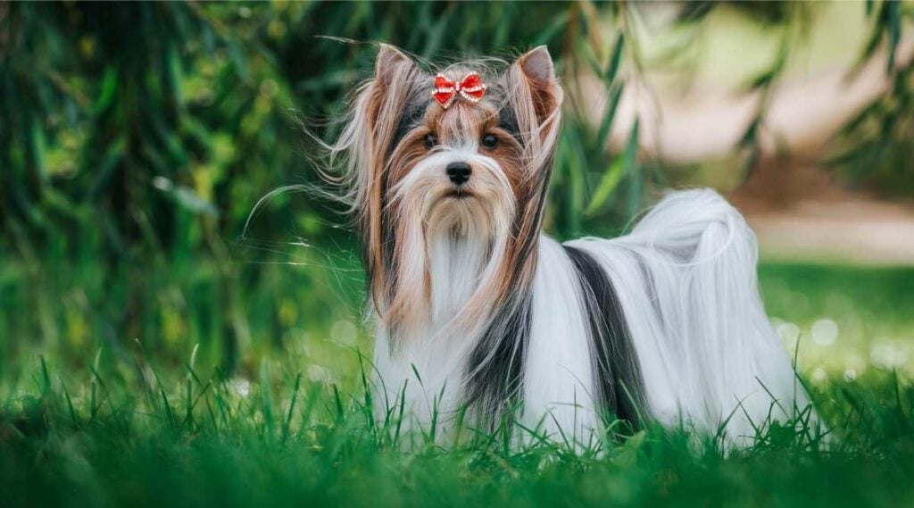 Biewer Terrier standing in the grass
