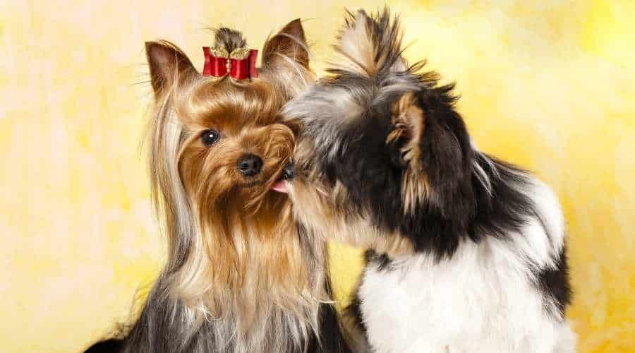 Two Biewer Terrier sitting different Colors