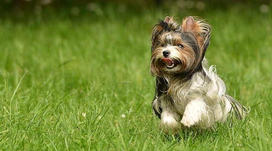 Biewer Terrier running in grass with tongue out