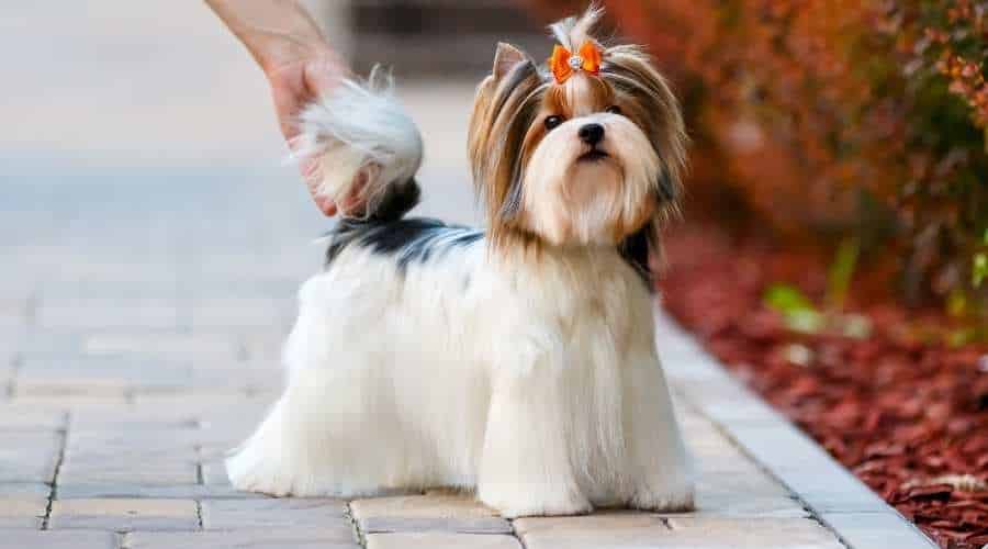 Studio photography of a Biewer Yorkshire Terrier on colored backgrounds