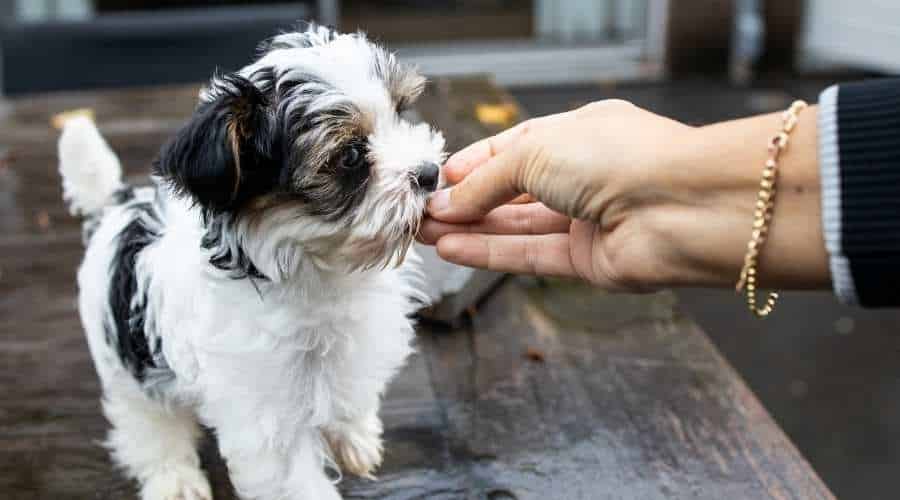 Biewer Yorkshire Terrier Dog puppy in black and white standing on a table outside hand someone is giving a treat seen from the front