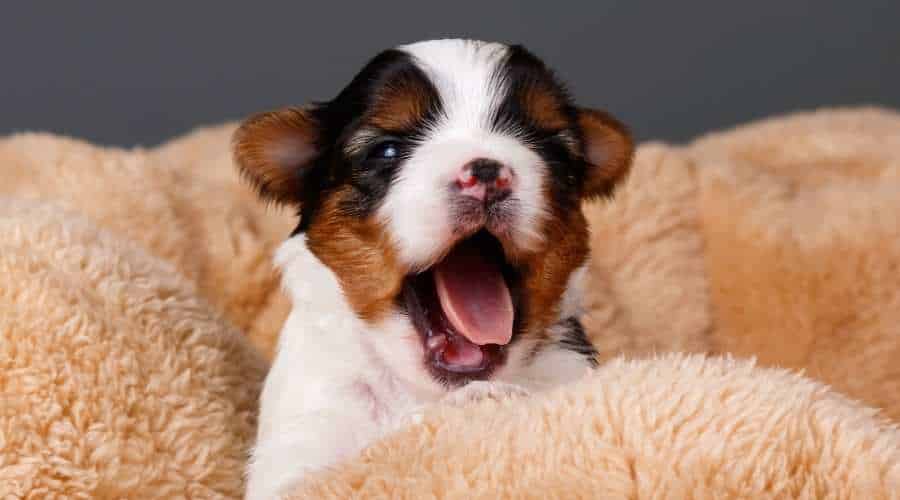 Biewer Terrier Puppy yawning in a blanket