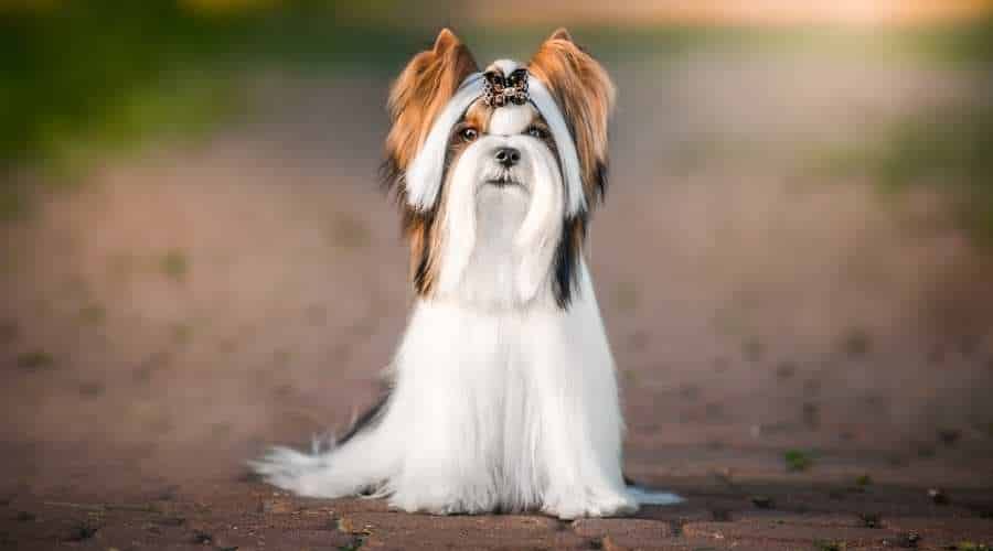 Biewer Terrier sitting on path looking at camera